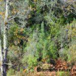 Curso: Histologia Paisajistica en la Representacion Plastica Bidimensional